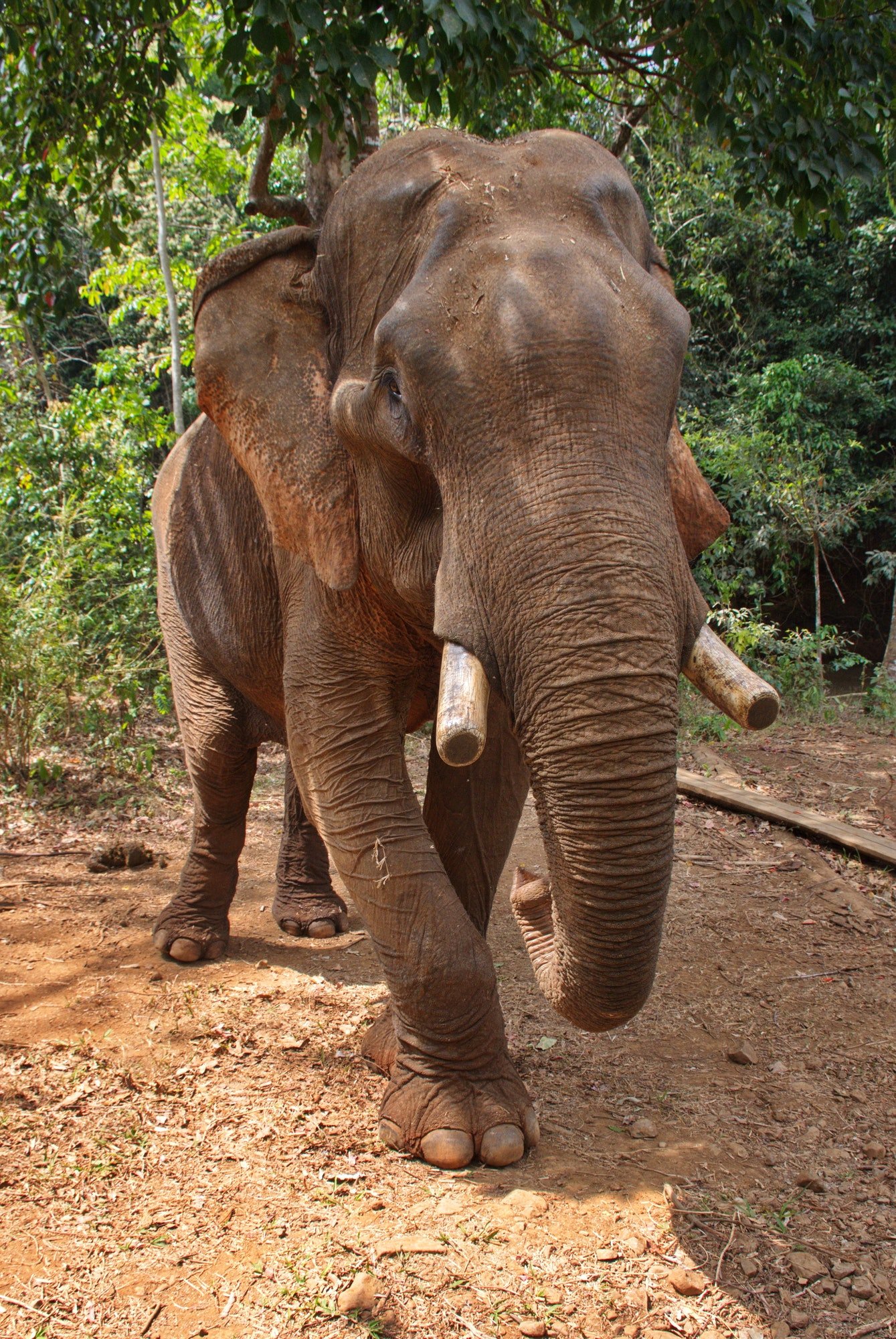 Meeting elephants in Cambodia